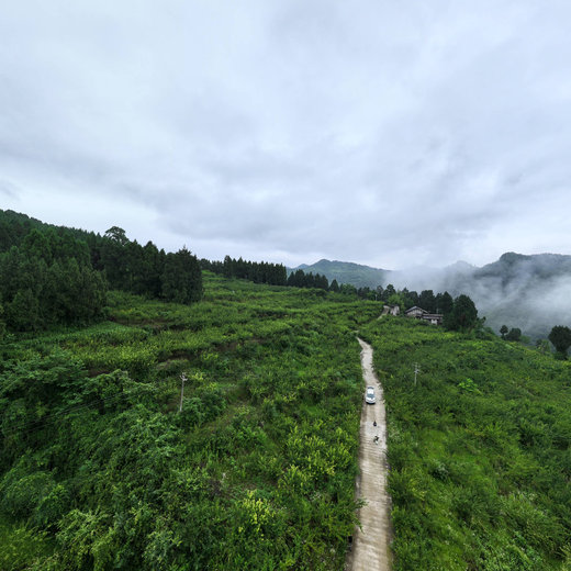 太坪村脆李基地